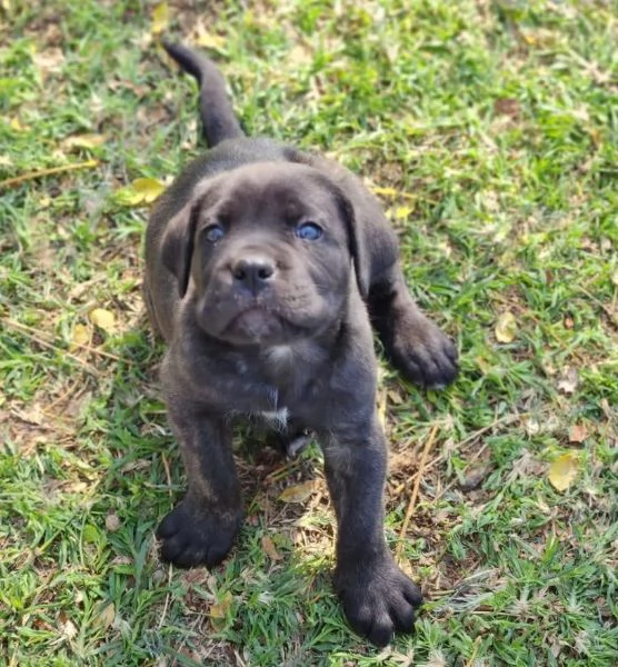 Cane Corso (cuccioli maschio e femmina) | Foto 0