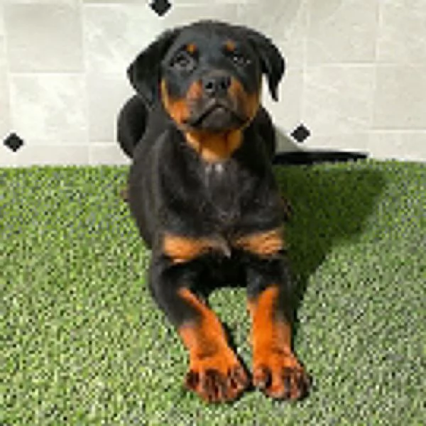 Rottweiler (cuccioli maschio e femmina) | Foto 0