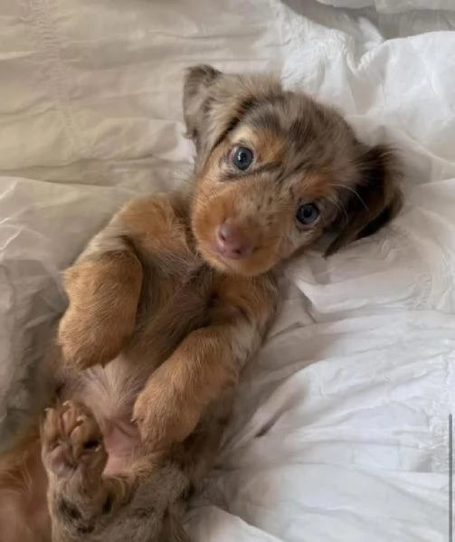 Bassotto (cuccioli maschio e femmina)