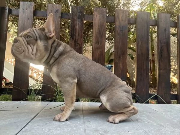 Bulldog francese big rope | Foto 0