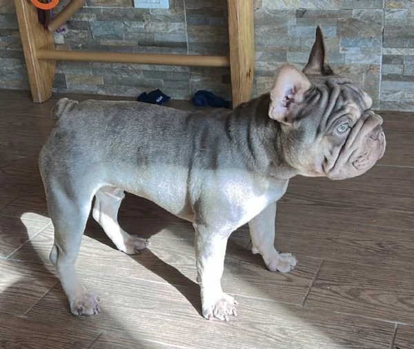 Big rope velvet bulldog francese | Foto 1