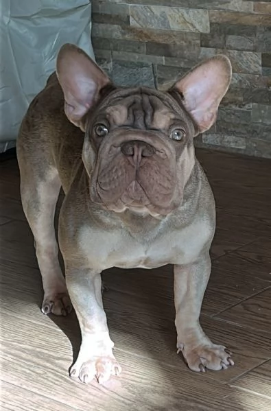 Big rope velvet bulldog francese