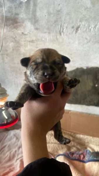 REGALO!! Cuccioli cane 