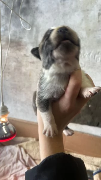 REGALO!! Cuccioli cane  | Foto 6