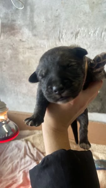 REGALO!! Cuccioli cane  | Foto 5