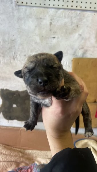 REGALO!! Cuccioli cane  | Foto 4