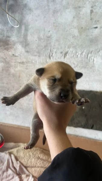 REGALO!! Cuccioli cane  | Foto 3