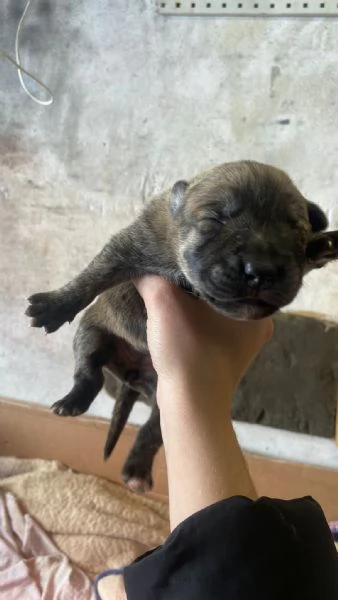 REGALO!! Cuccioli cane  | Foto 2