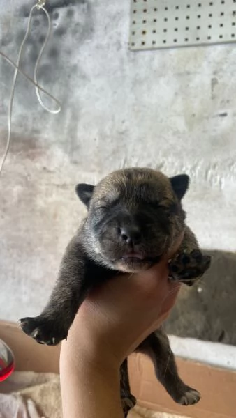 REGALO!! Cuccioli cane  | Foto 1