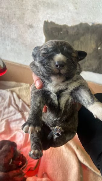 REGALO!! Cuccioli cane  | Foto 0