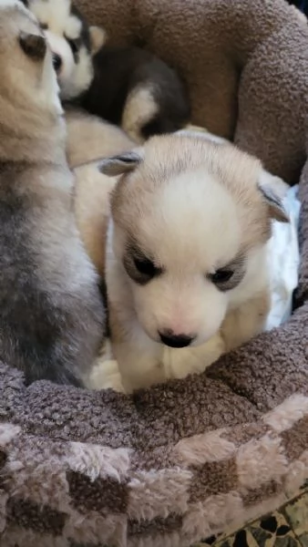 Cuccioli di Siberian Husky con pedigree Enci