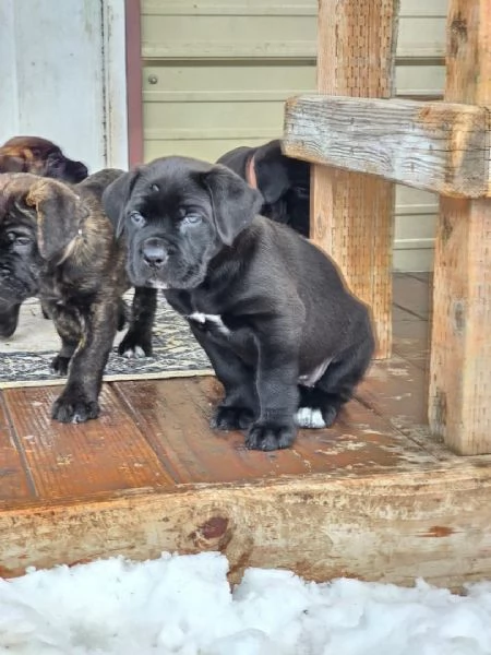 cucciolo in adozione | Foto 1