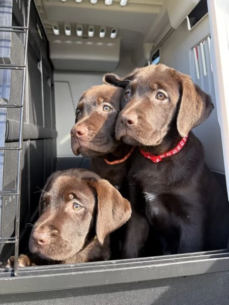 Labrador Cioccolato