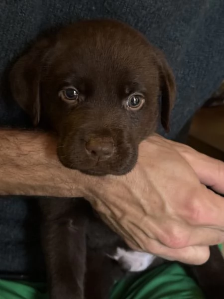Labrador Cioccolato | Foto 5