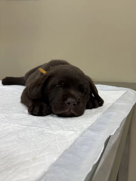 Labrador Cioccolato | Foto 4