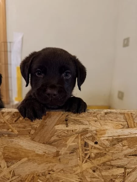 Labrador Cioccolato | Foto 3