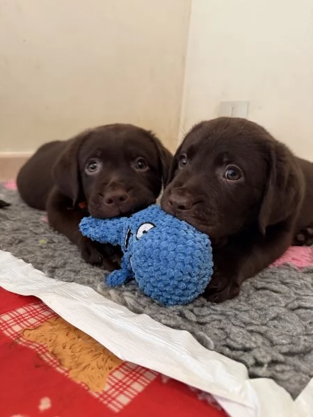 Labrador Cioccolato | Foto 2