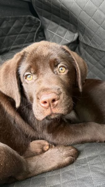 Labrador Cioccolato | Foto 1
