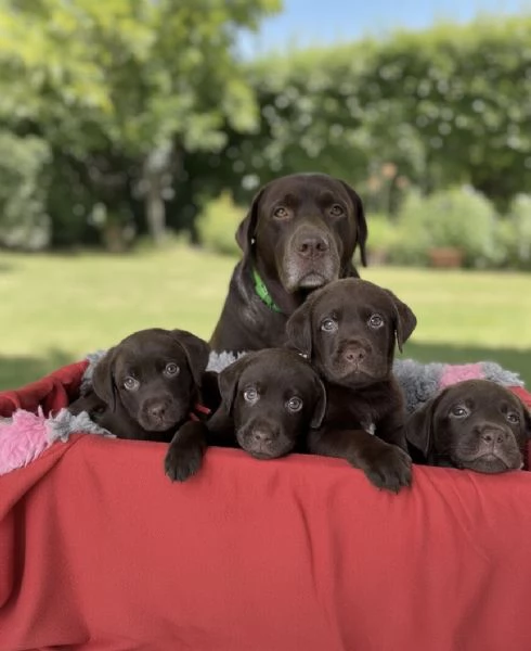 Labrador Cioccolato | Foto 0