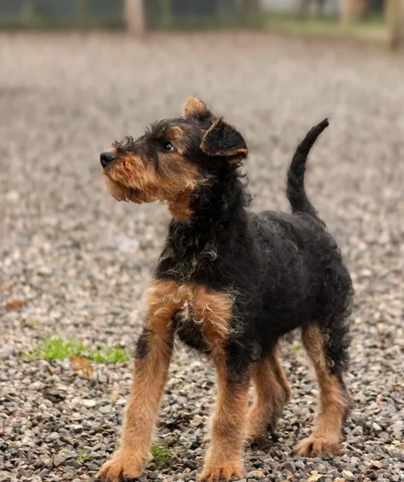 cuccioli di airedali terrier
