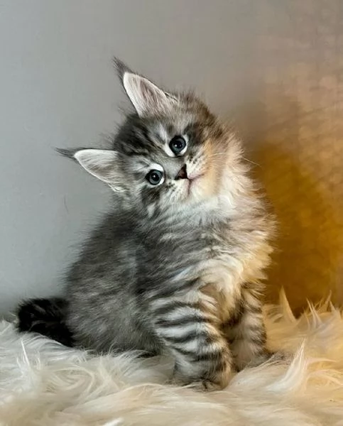 Gattini maine coon disponible | Foto 0