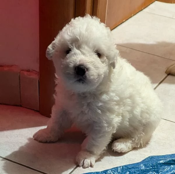 Cuccioli maremmani | Foto 7