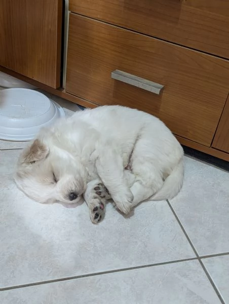 Cuccioli maremmani | Foto 6