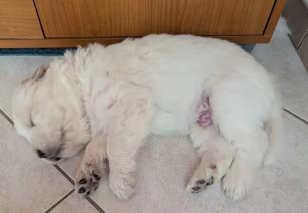 Cuccioli maremmani | Foto 5