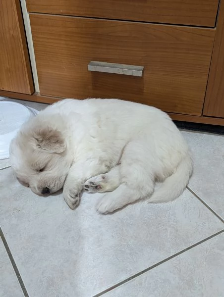 Cuccioli maremmani | Foto 3