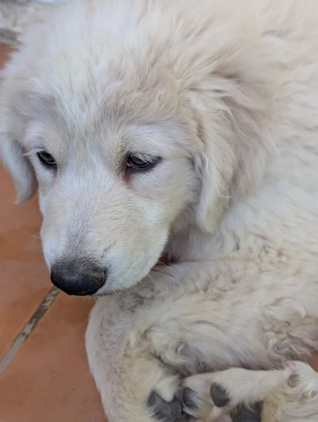 Cuccioli maremmani