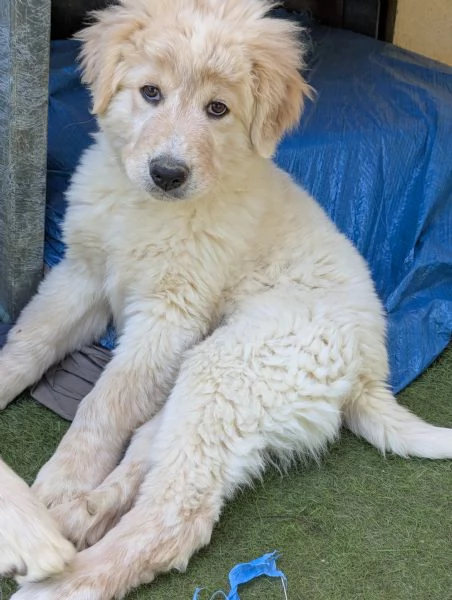 Cuccioli maremmani | Foto 6