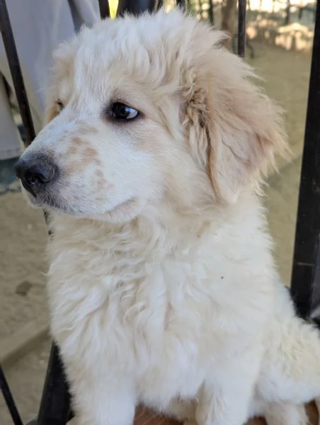 Cuccioli maremmani | Foto 4