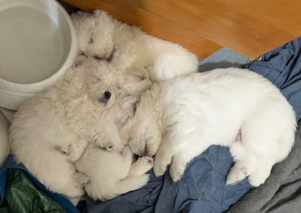 Cuccioli maremmani | Foto 1