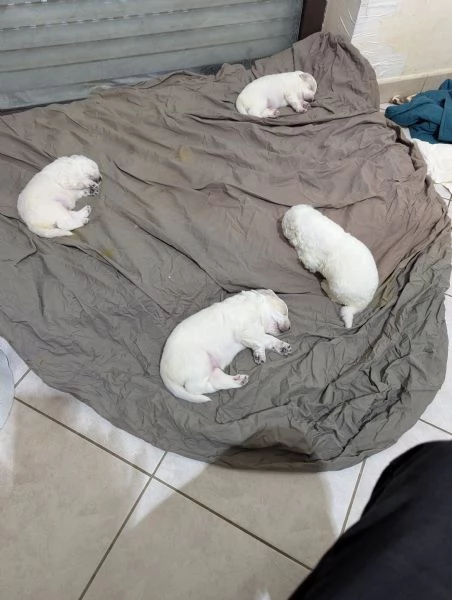 Cuccioli maremmani | Foto 0