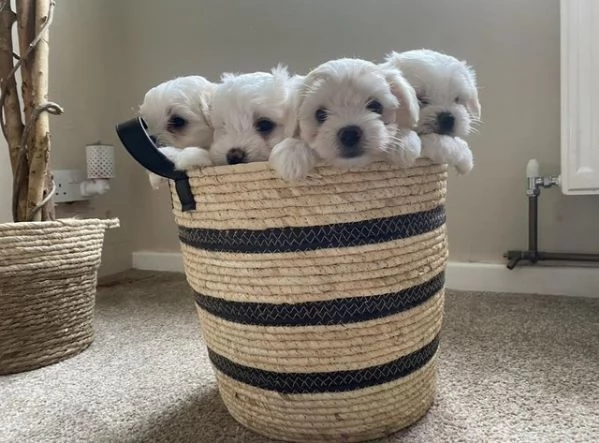 Cuccioli di maltese disponibili!
