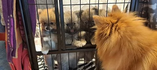 Pomerania maschio e femmina | Foto 1