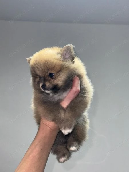 Pomerania maschio e femmina | Foto 0