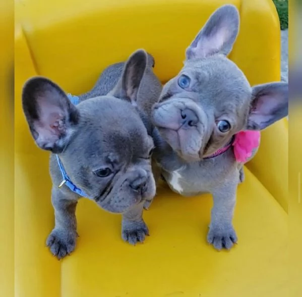 Splendidi cuccioli di Bouledogue francese | Foto 2