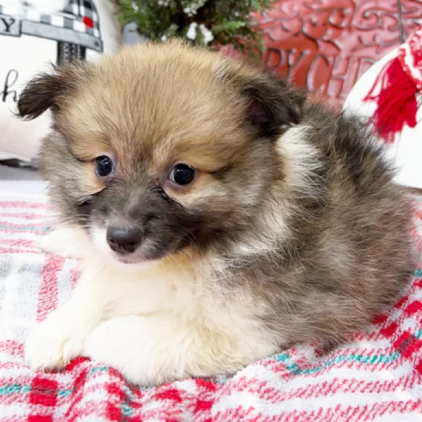  REGALO  VOLPINO POMERANIA MINI TOY