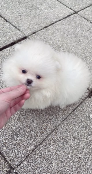 REGALO  VOLPINO POMERANIA MINI TOY 