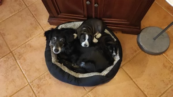 Regaliamo cucciolone  | Foto 3