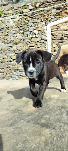 Regaliamo cucciolone  | Foto 0