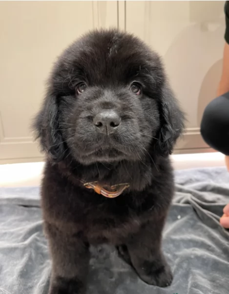 splendidi Terranova cuccioli forti e sani