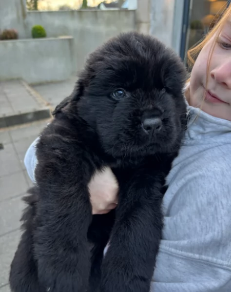 splendidi Terranova cuccioli forti e sani | Foto 1