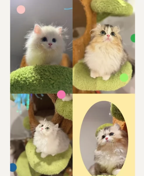 Gattini di Munchkin zampe corte