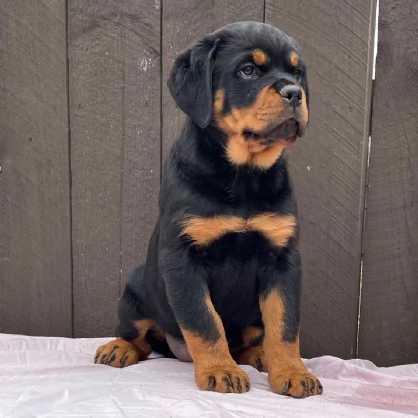 Bellissimi cuccioli di Rottweiler | Foto 0