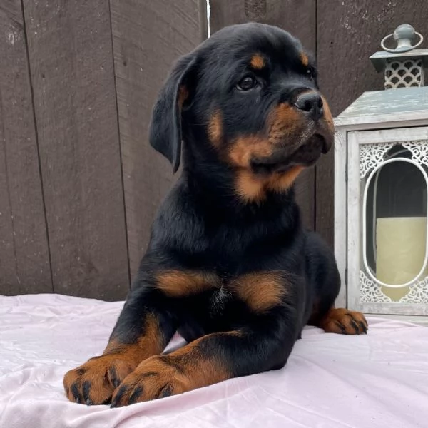 Bellissimi cuccioli di Rottweiler