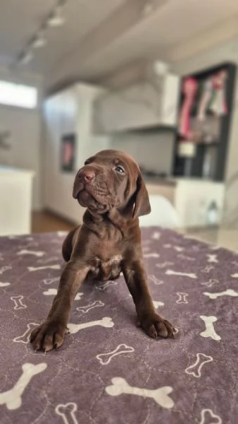 Cuccioli di Kurzhaar alta genealogia 