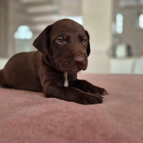 Cuccioli di Kurzhaar alta genealogia  | Foto 4