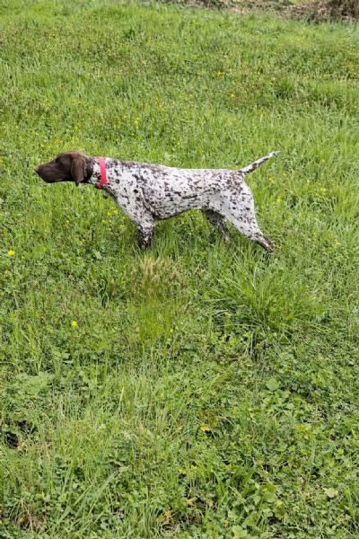 Cuccioli di Kurzhaar alta genealogia  | Foto 2